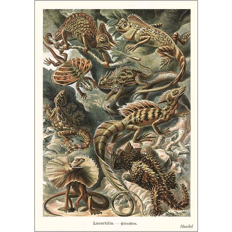 Found Image Print - Lizards