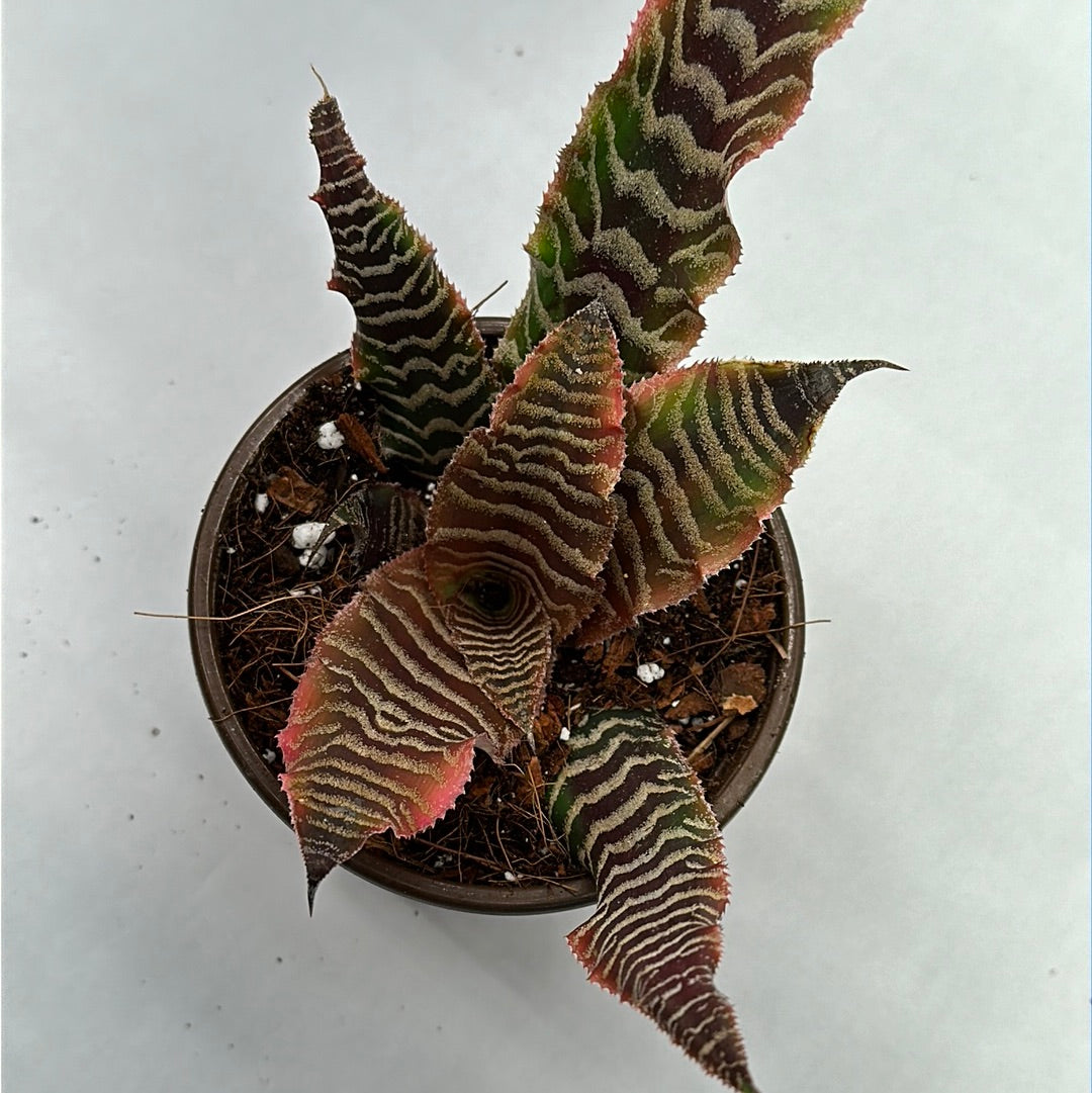 4” Cryptanthus “Earth Star” sm