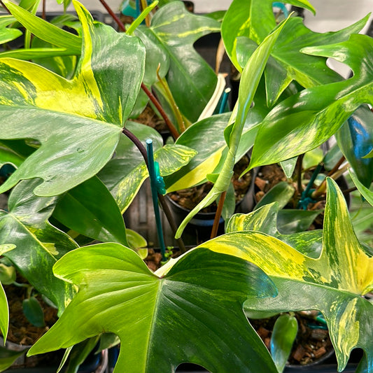 6" Philodendron 'Florida Beauty'