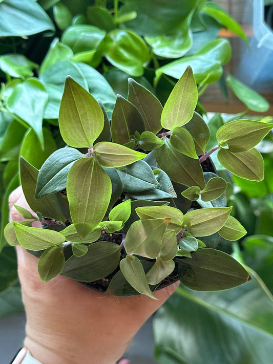 4" Tradescantia Bolivian