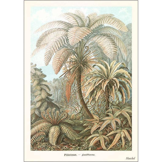 Found Image Print - Prehistoric Ferns