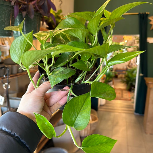 6" Pothos Golden