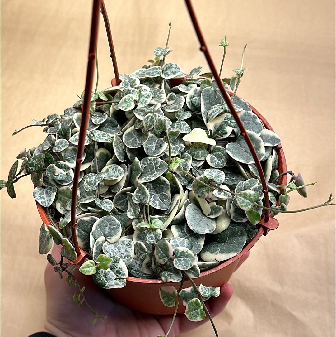 Ceropegia woodii 'Variegated String of Hearts'