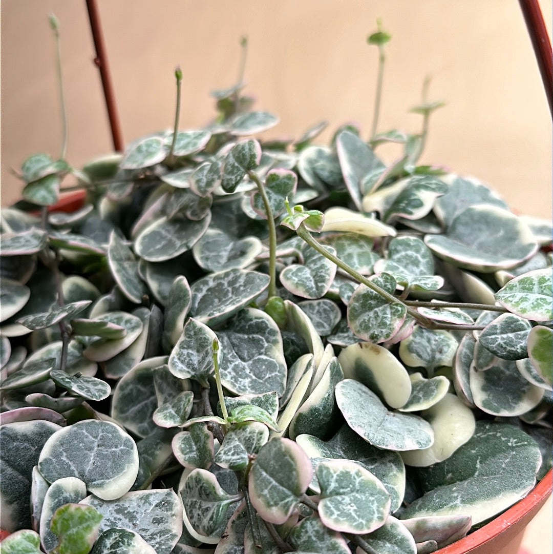 Ceropegia woodii 'Variegated String of Hearts'