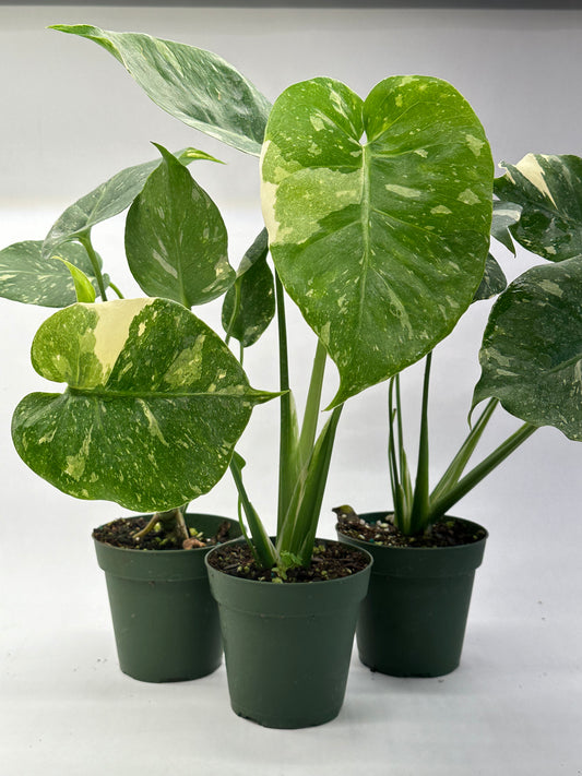 4” Monstera “Thai Constellation”