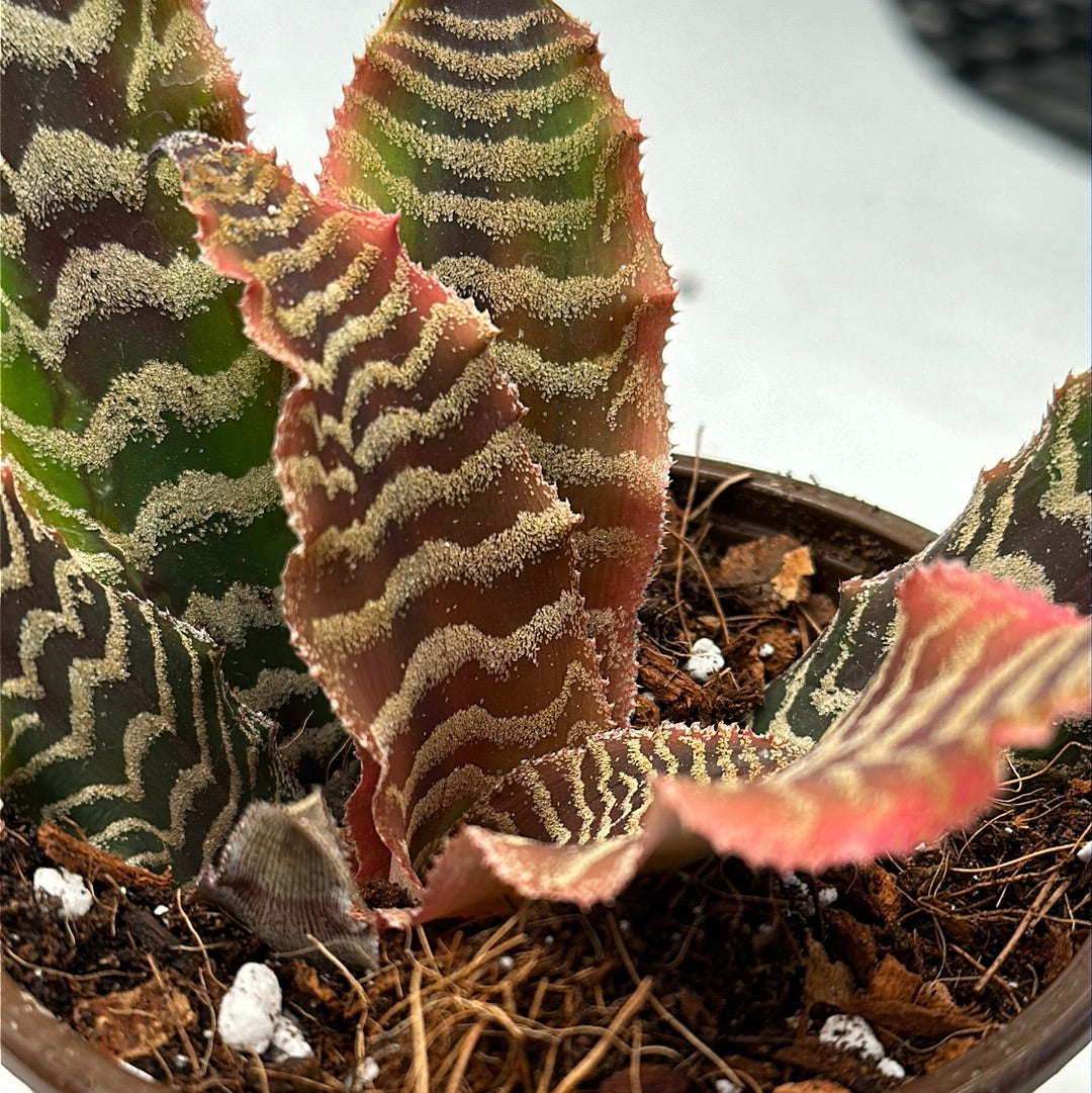 4” Cryptanthus “Earth Star” sm