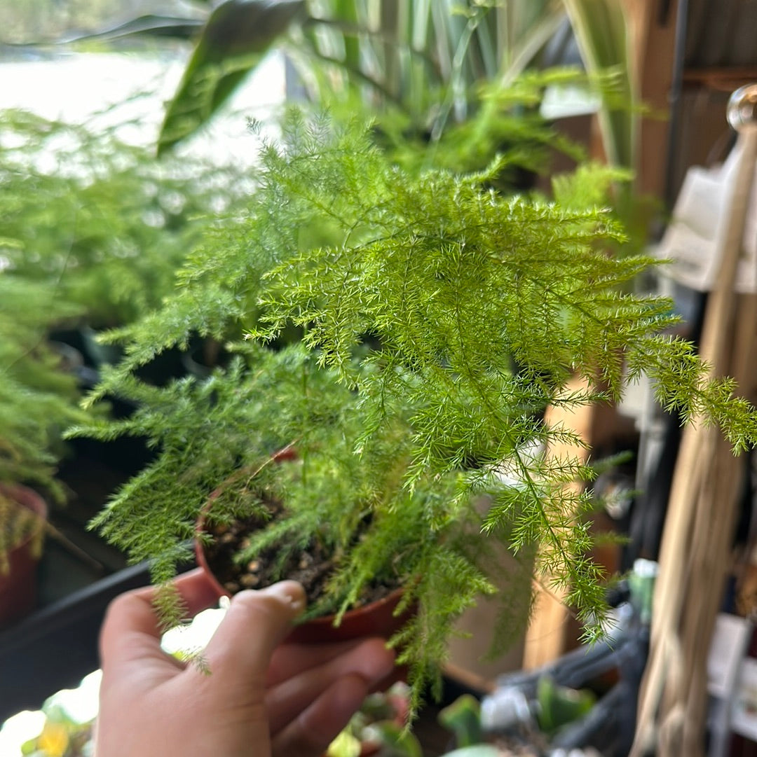 4" Asparagus setaceus 'Plumosa'