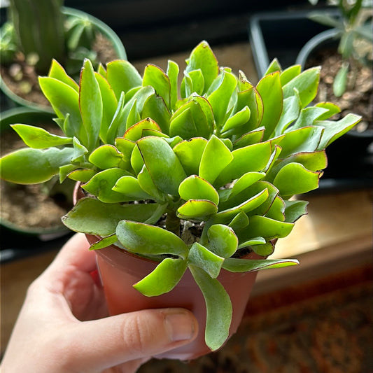 Crassula arborescens 'Ripple Jade'