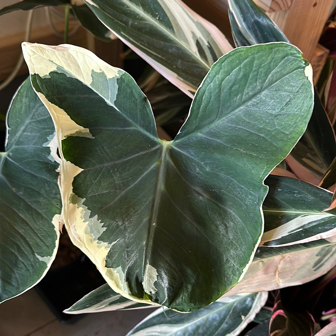 6" Alocasia 'Mickey Mouse'