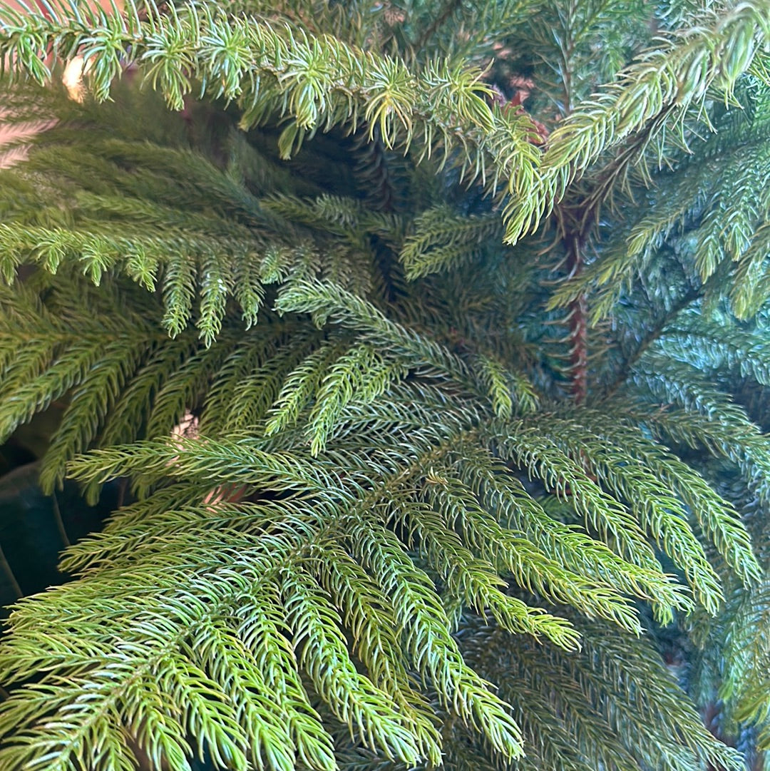 10" Araucaria heterophylla "Norfolk Island Pine"