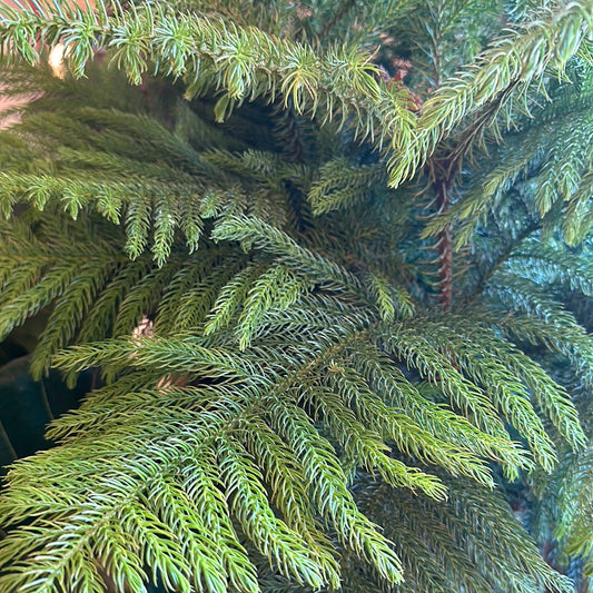 10" Norfolk Island Pine