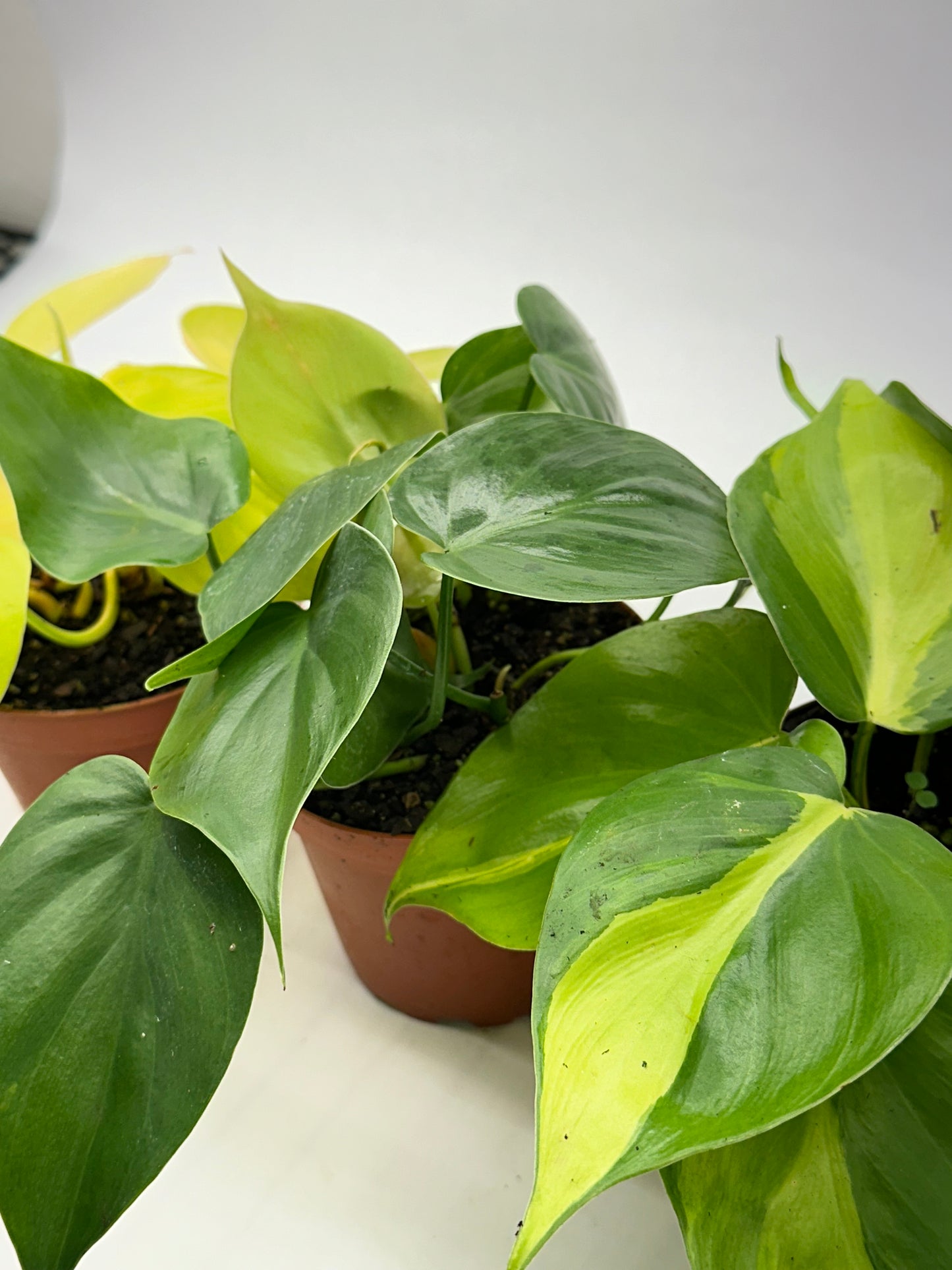 4" Philodendron Assorted Vining