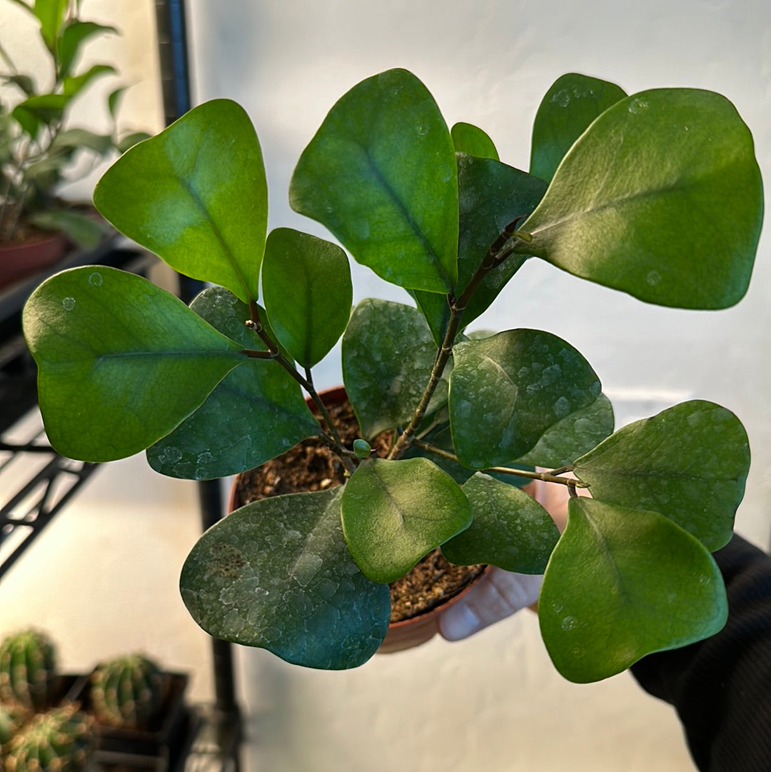 4" Ficus triangularis Green