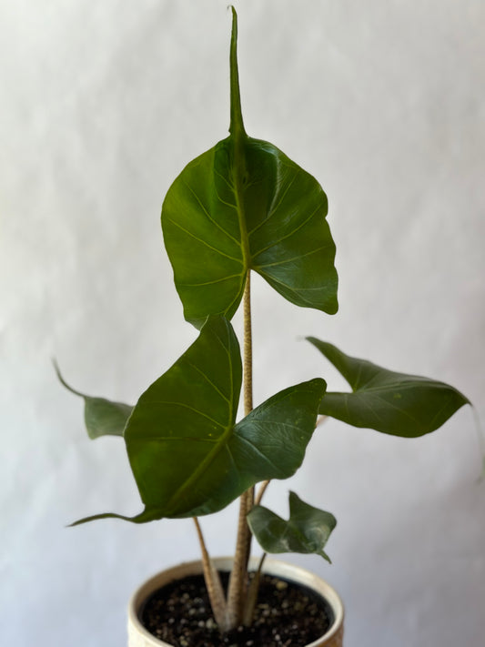 6” Alocasia “Stingray”