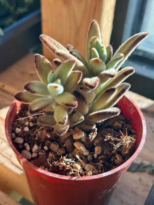 4" Kalanchoe tomentosa "Chocolate Soldier"