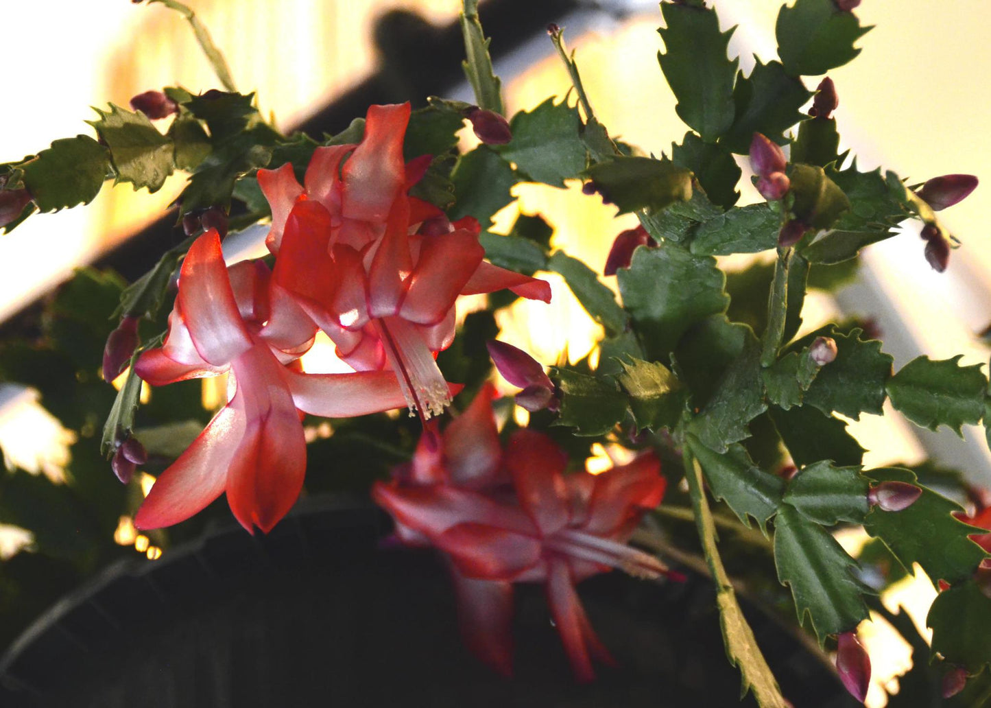 4" Christmas Cactus Assorted