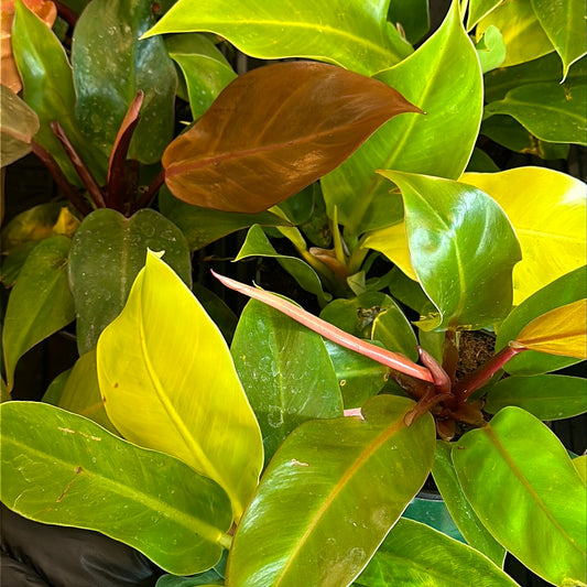 4" Philodendron Assorted Bush