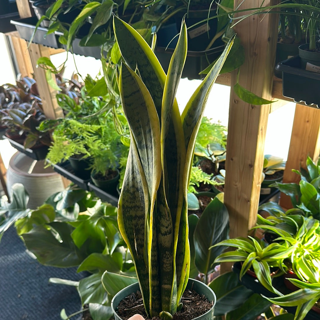 6" Sansevieria Laurentii