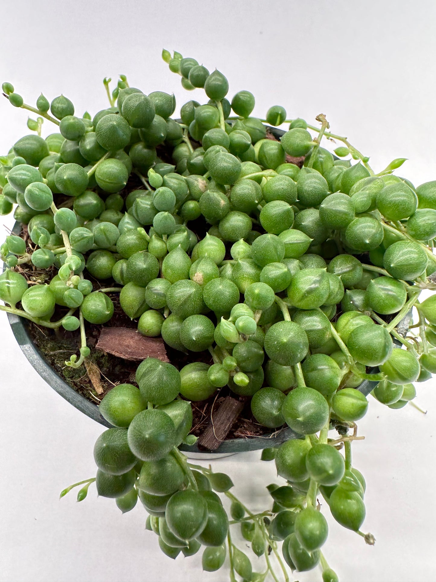 4" Curio rowleyanus "String of Pearls"