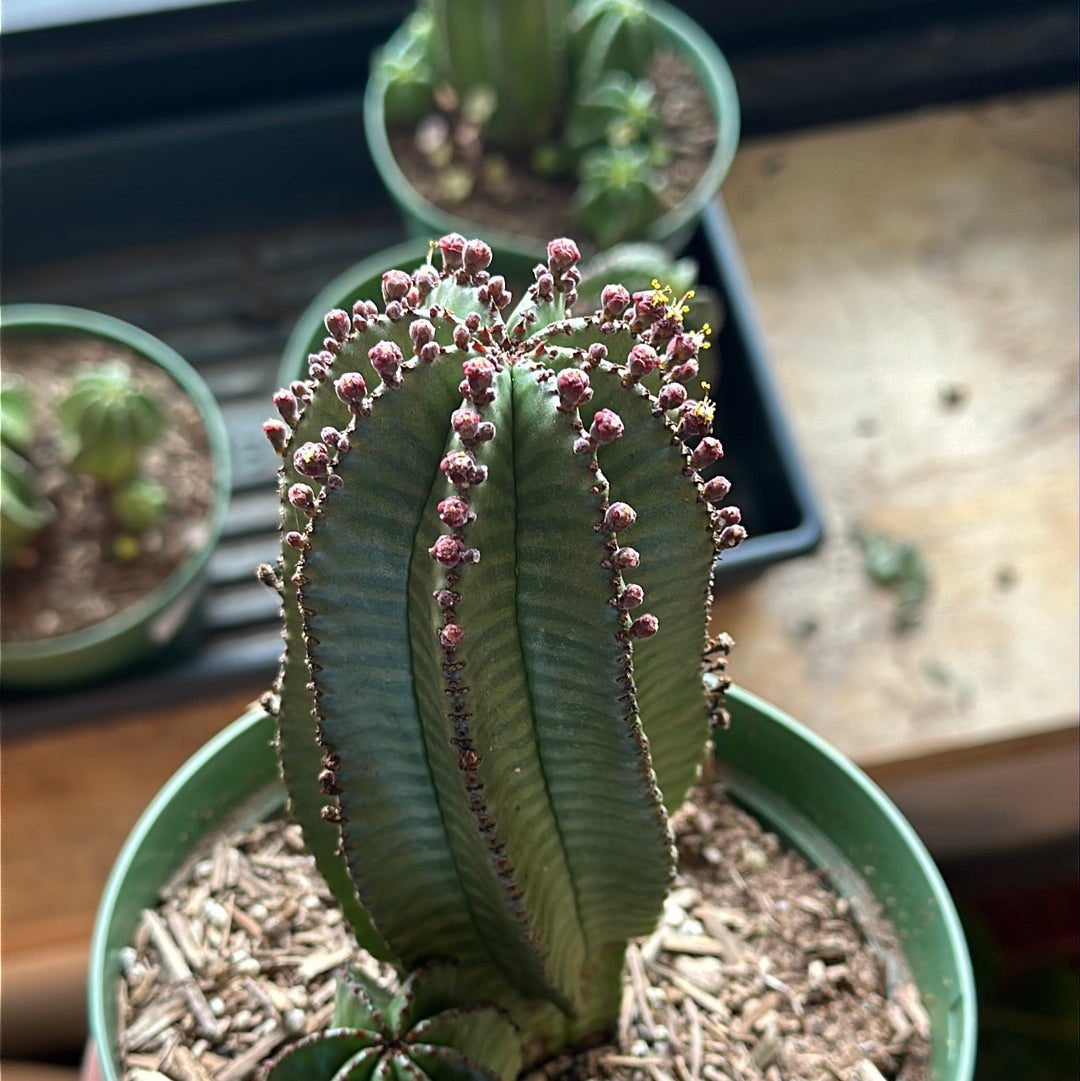 Euphorbia polygona 'Mother Hubbard'