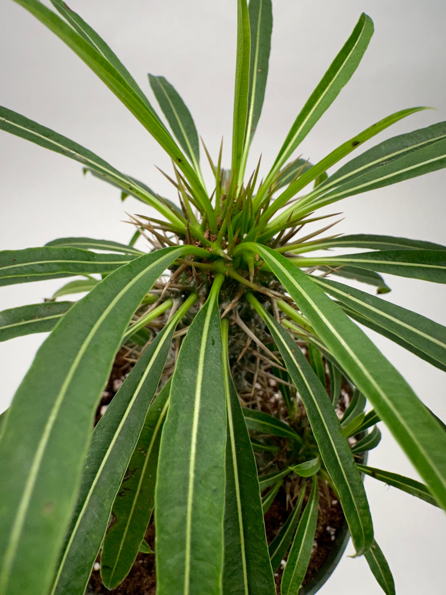 6” Madagascar Palm