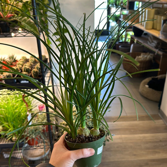 4" Ponytail Palm