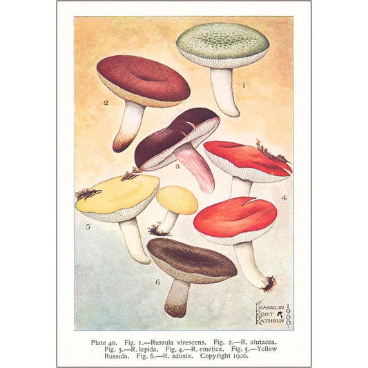 Found Image Print - Happy Fungi