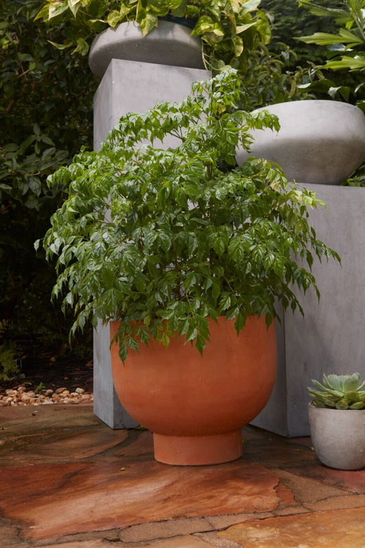 Newport Compote Pot 16.5" Burnt Orange