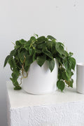 Kendall Pot 10"