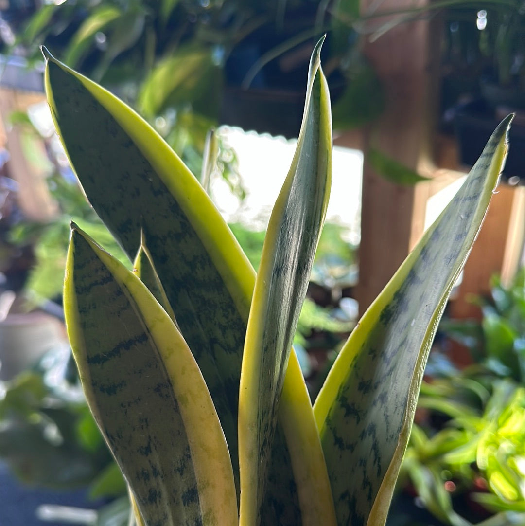 6" Sansevieria Laurentii