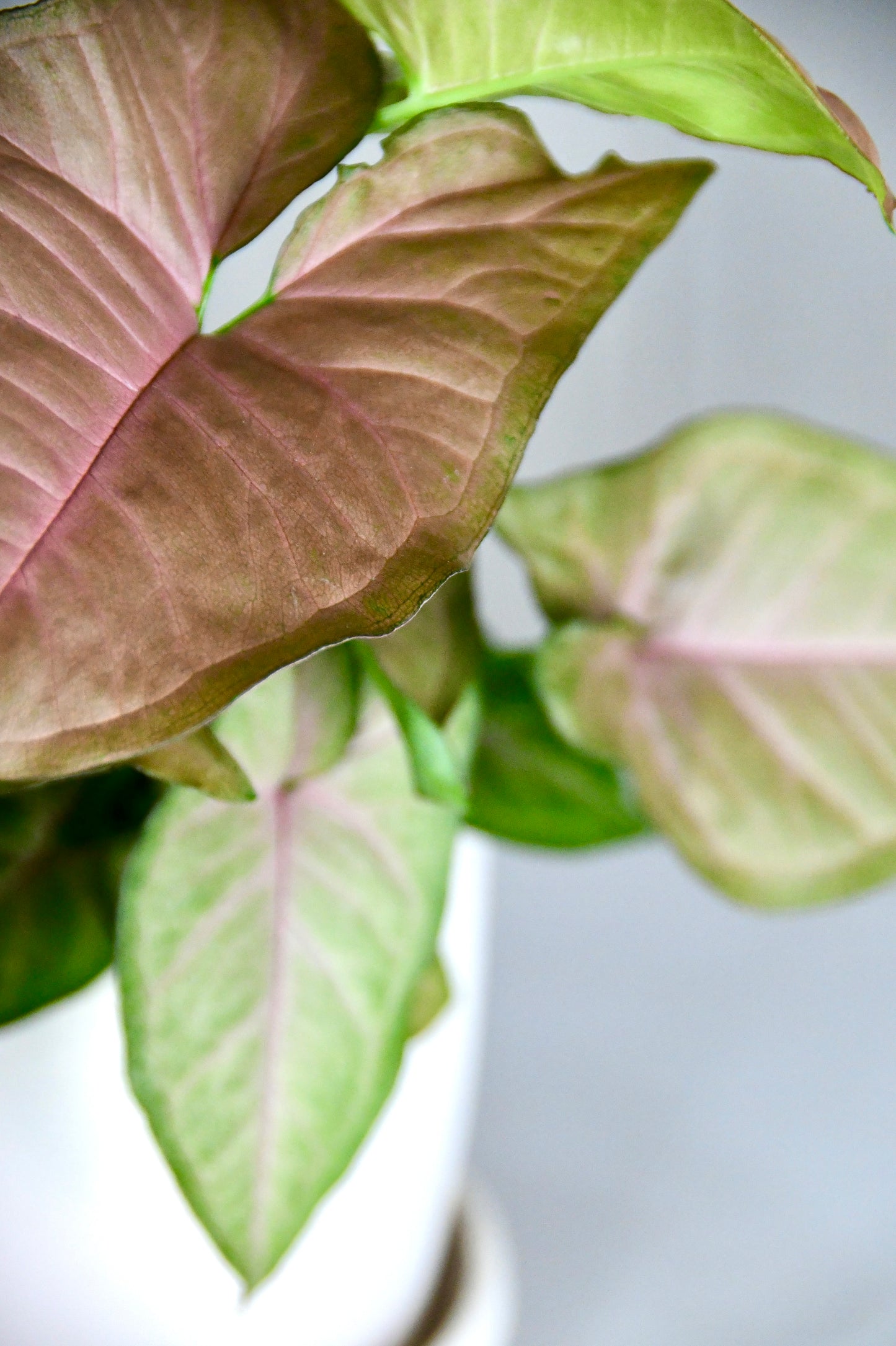 4" Plants with Pink Syngonium