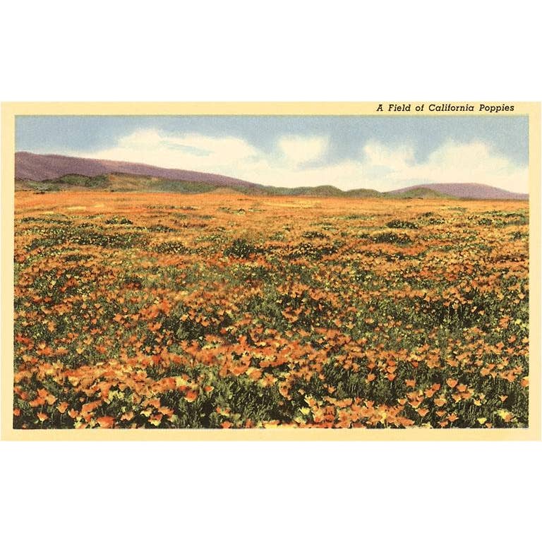 Found Image Print - Field of California Poppies