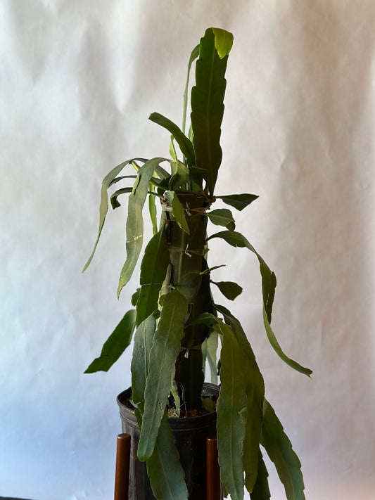 8” Epiphyllum oxypetalum “Queen of the Night” Totem