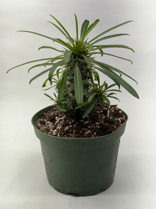 6” Madagascar Palm