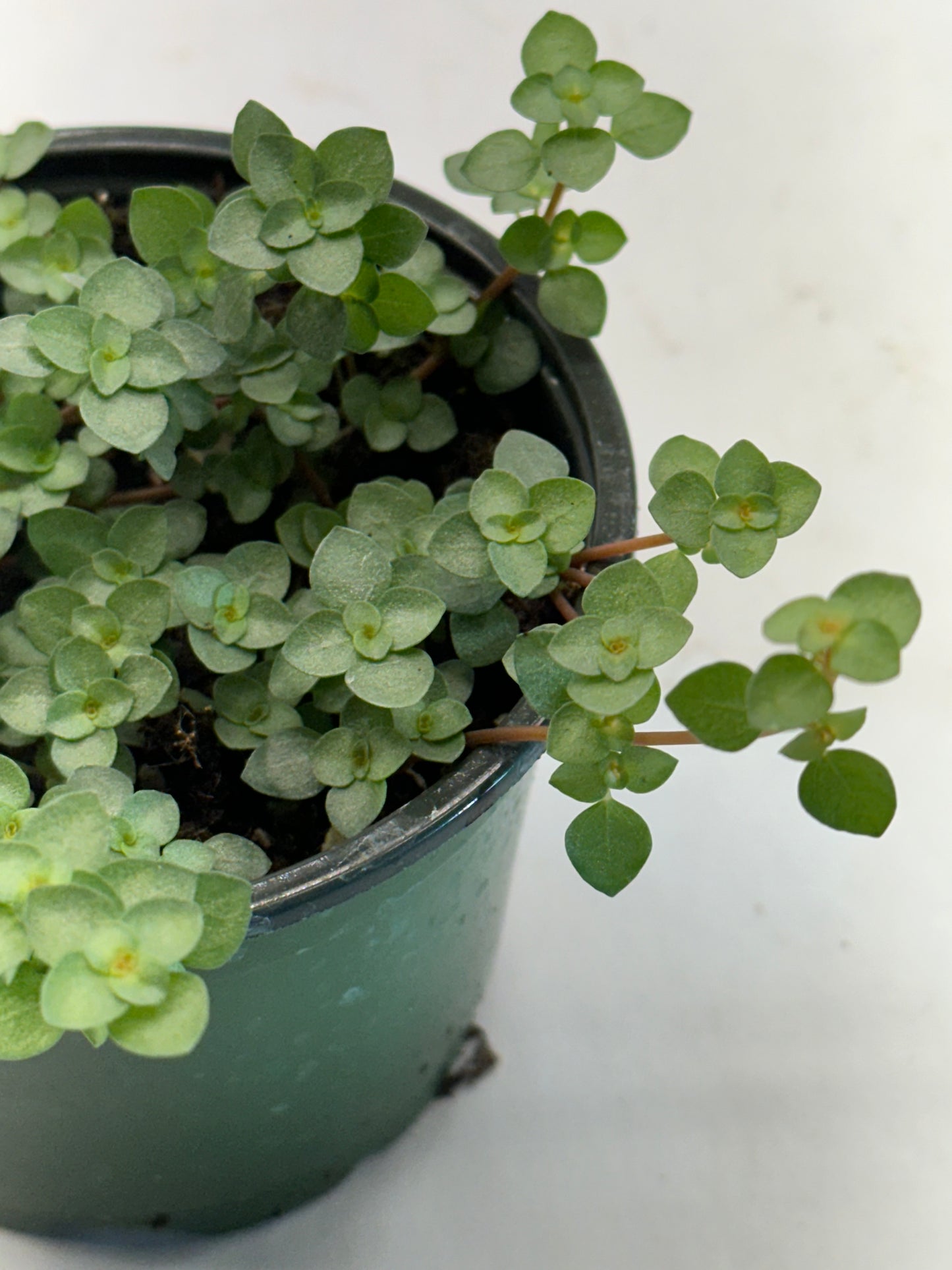 4” Pilea glauca