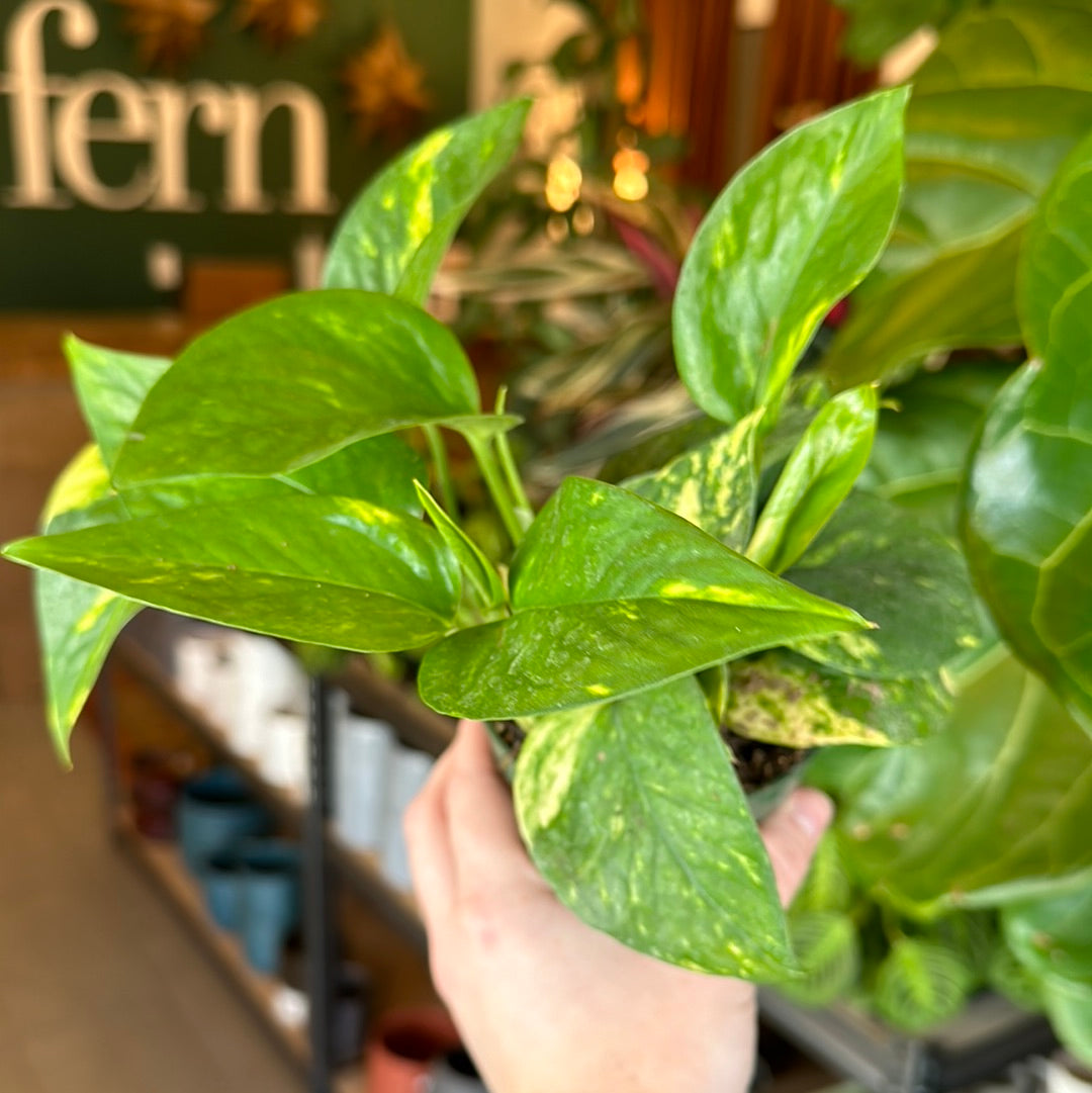 4" Epipremnum aureum "Golden Pothos"