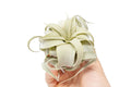 Tillandsia xerographica seedling