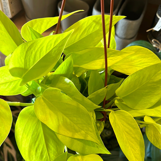 6" Pothos 'Neon' HB