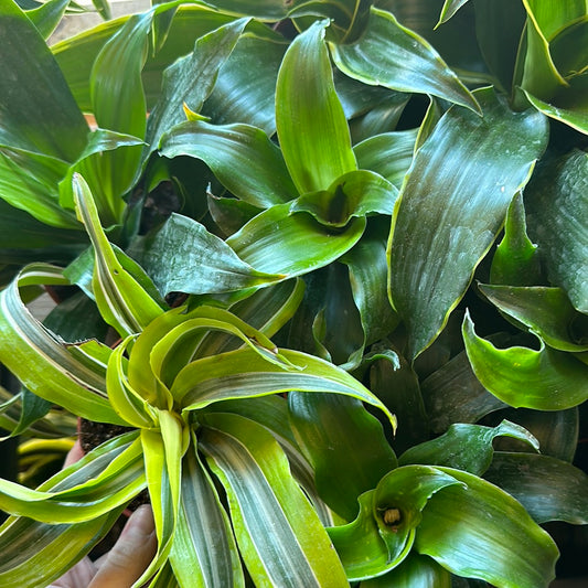 4" Dracaena Assorted