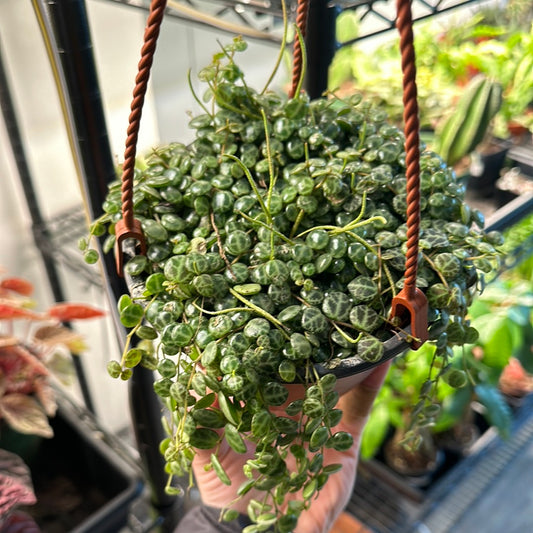 Peperomia prostrata 'String of Turtles'