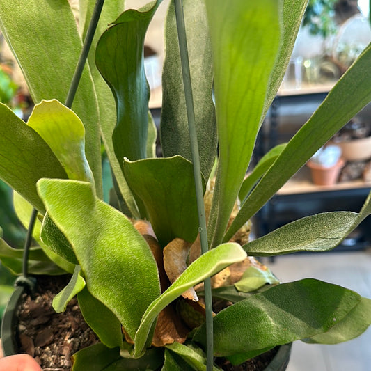 8" Staghorn Fern HB