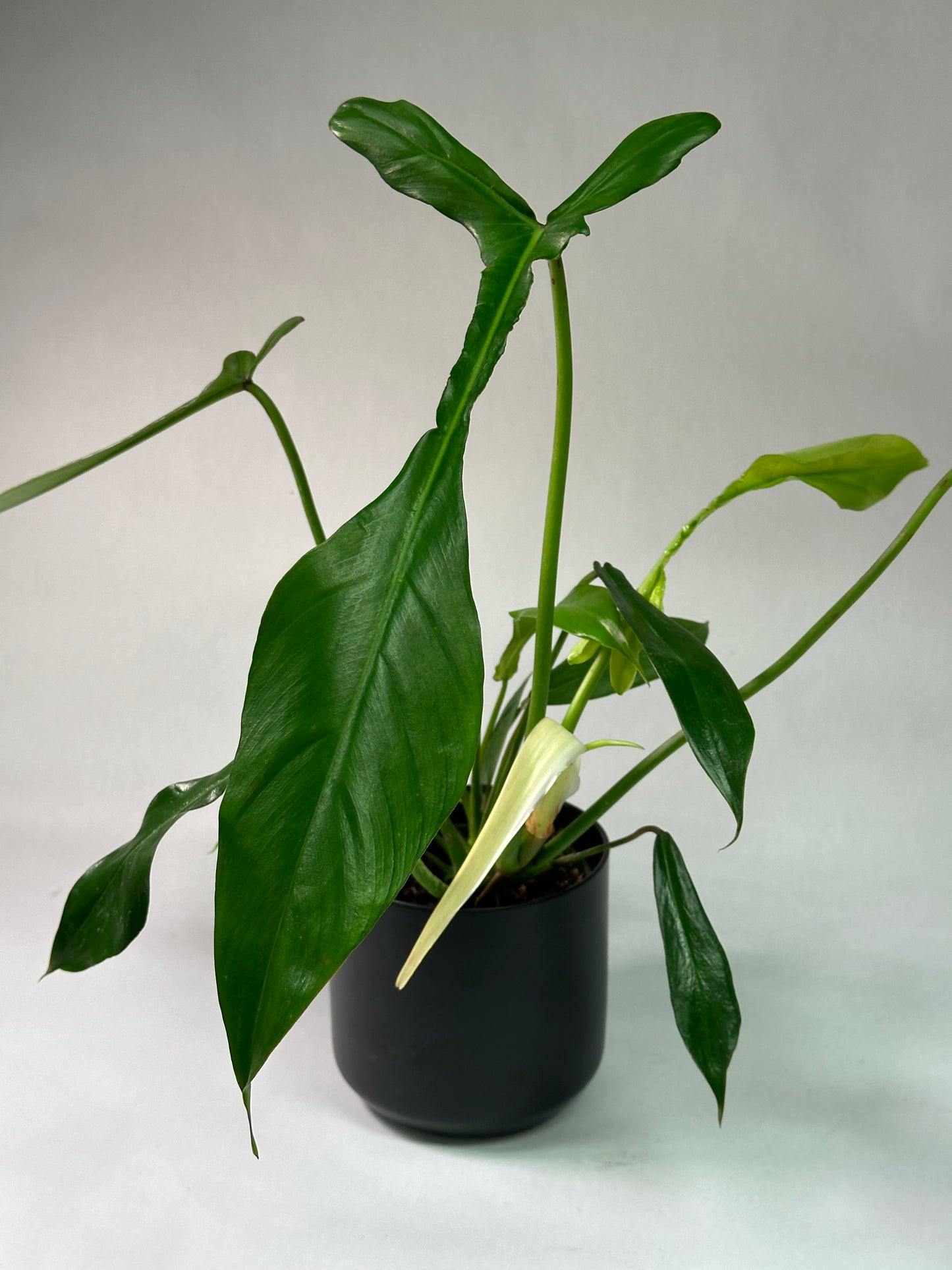 4" Philodendron joepii