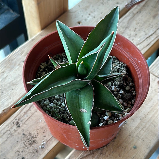 Dracaena hanningtonii 'Samurai'