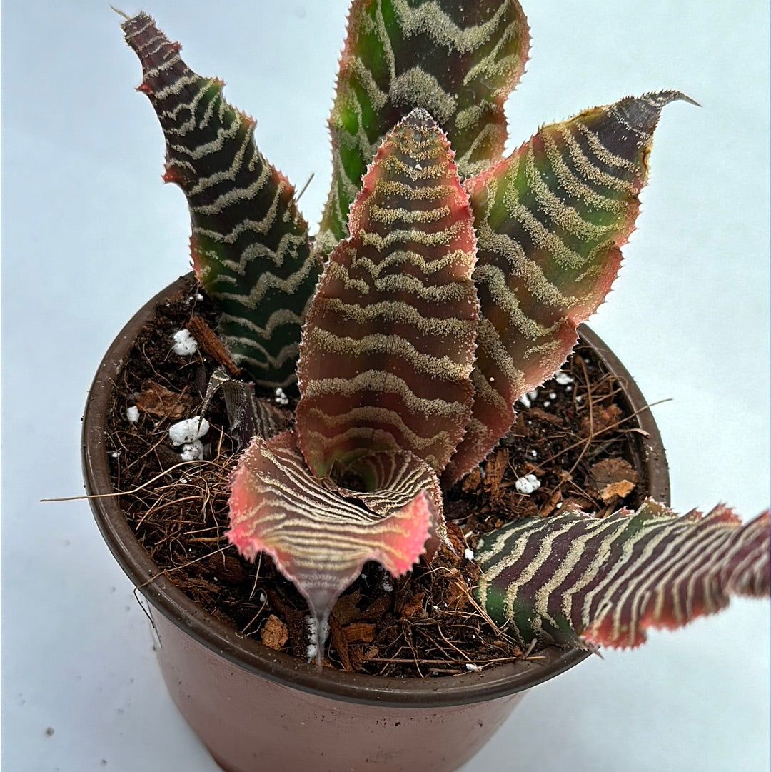 4” Cryptanthus “Earth Star” sm