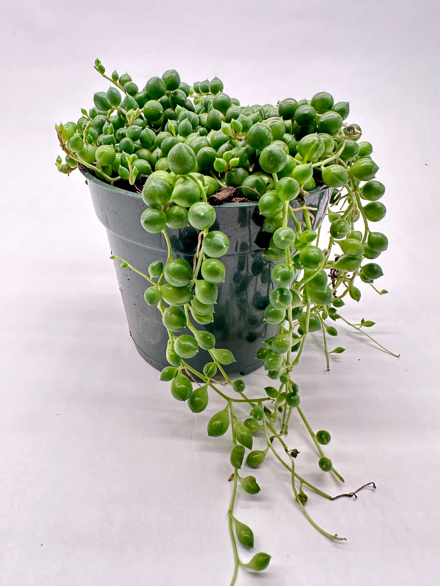 4" Curio rowleyanus "String of Pearls"