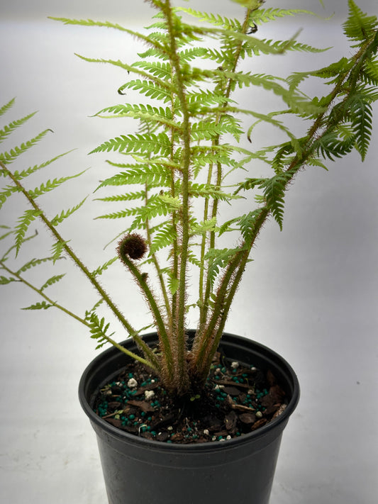6” Australian Tree Fern