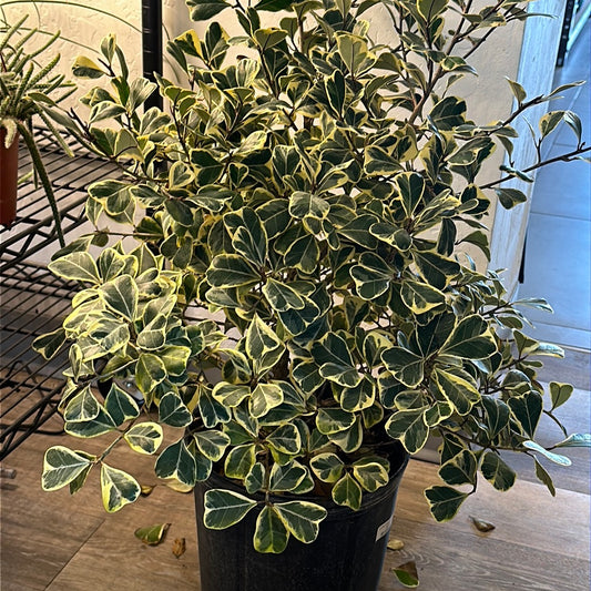 10" Ficus Triangularis Variegated