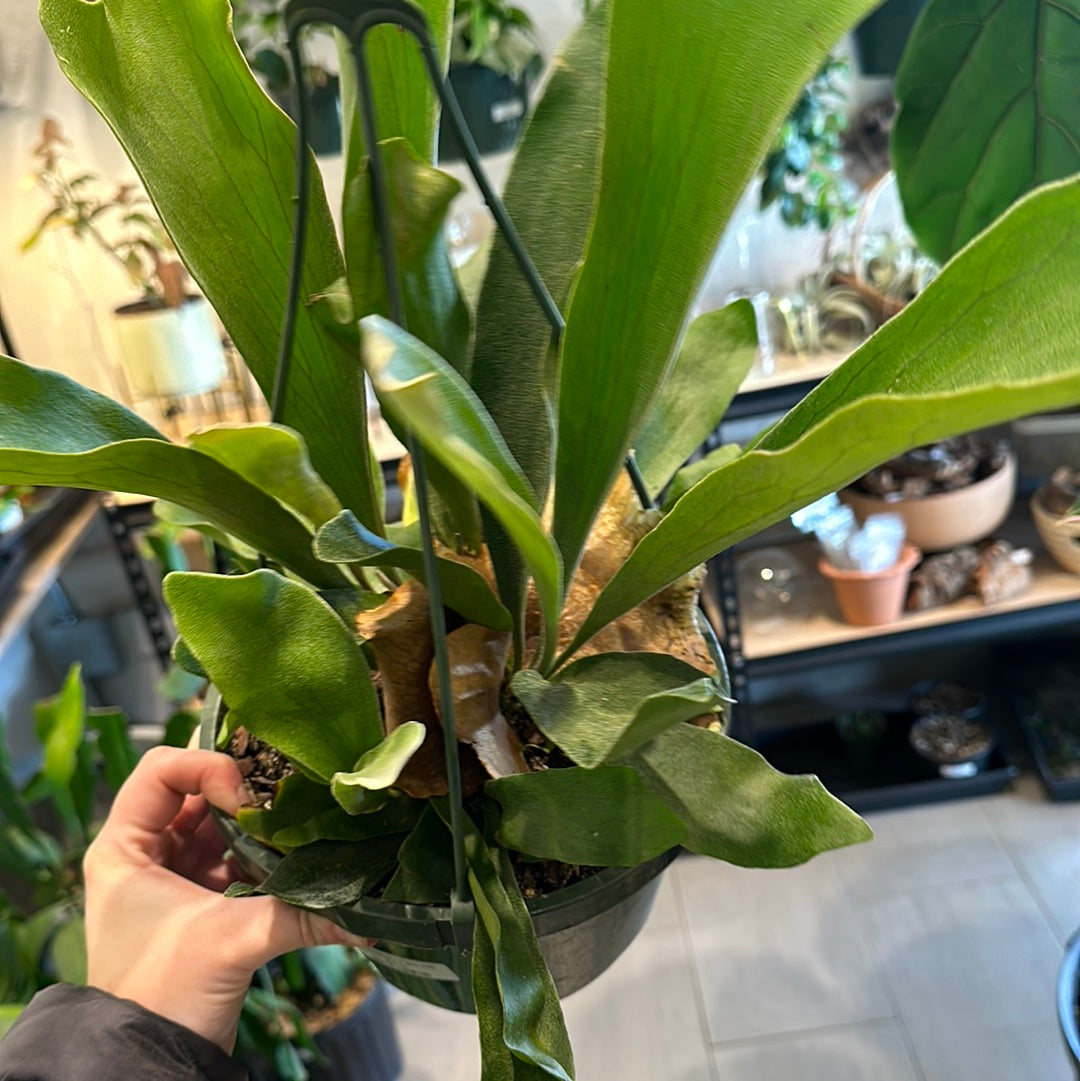 8" Staghorn Fern HB