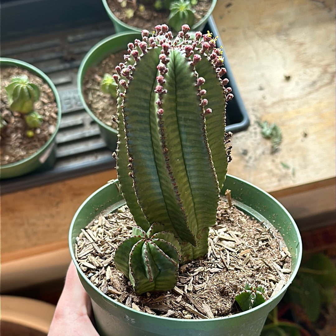 Euphorbia polygona 'Mother Hubbard'