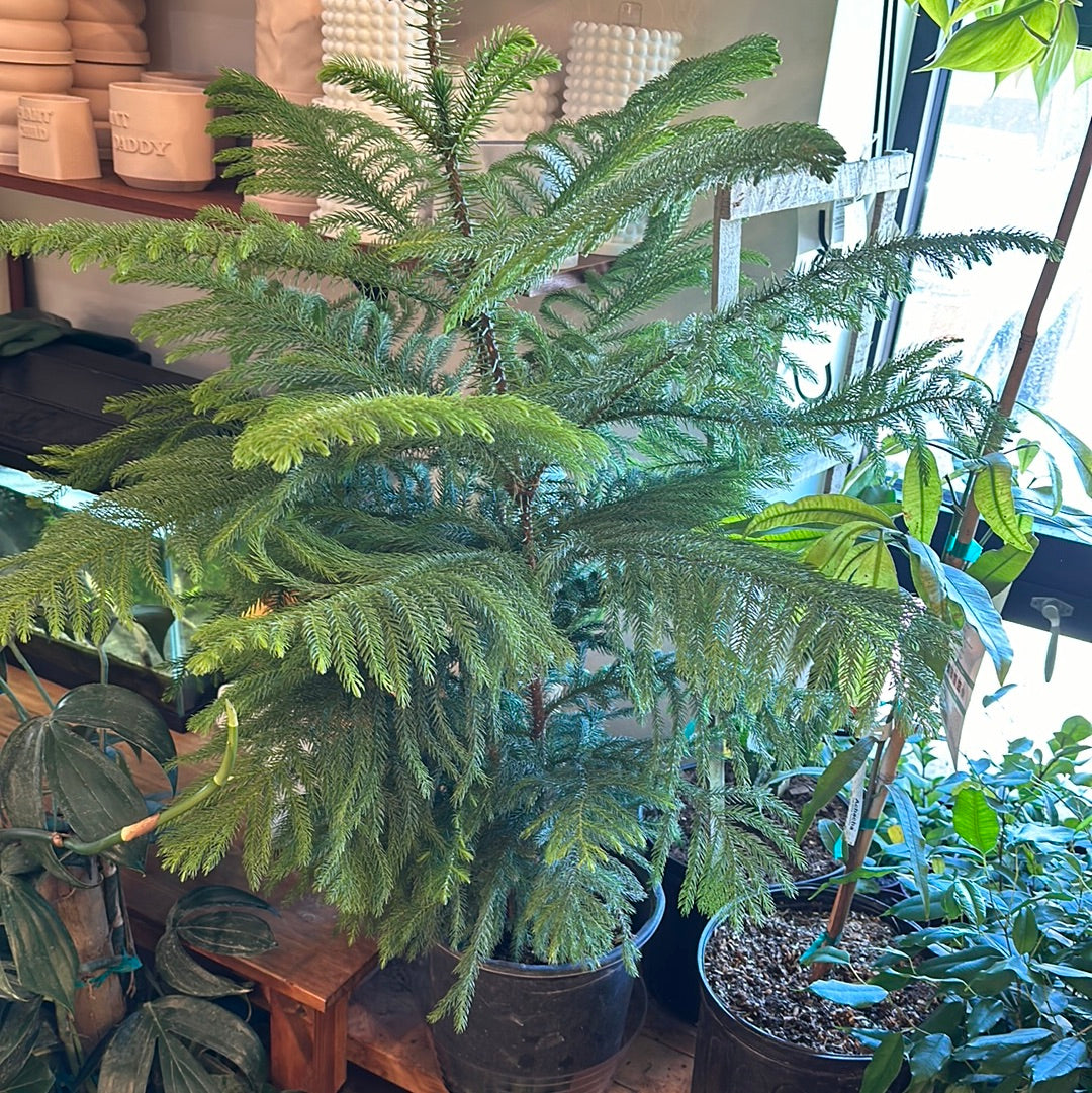 10" Araucaria heterophylla "Norfolk Island Pine"